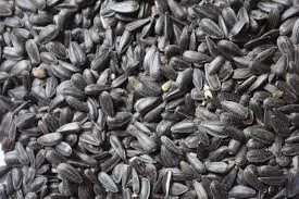 Bulk Sunflower Seeds Supply
