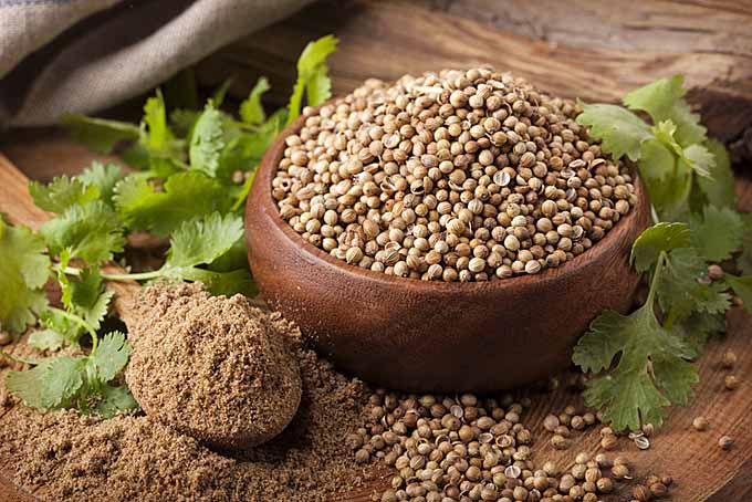 Wholesale Coriander Supplier Export Quality Coriander