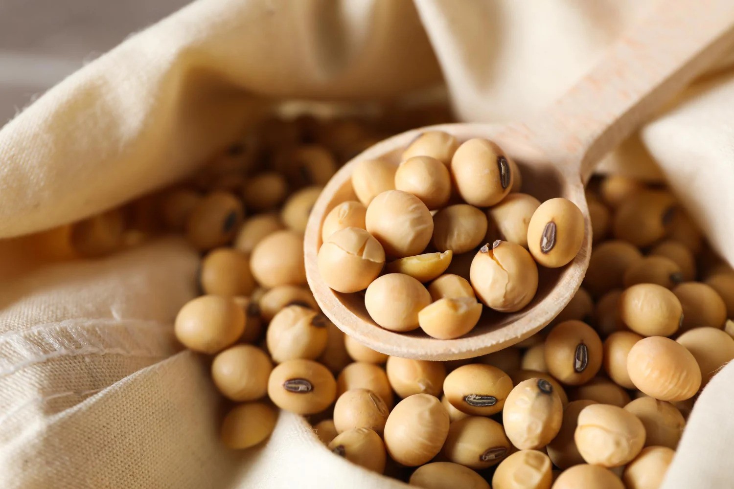 Wholesale Soya Beans Supplier Export Quality Soya Beans