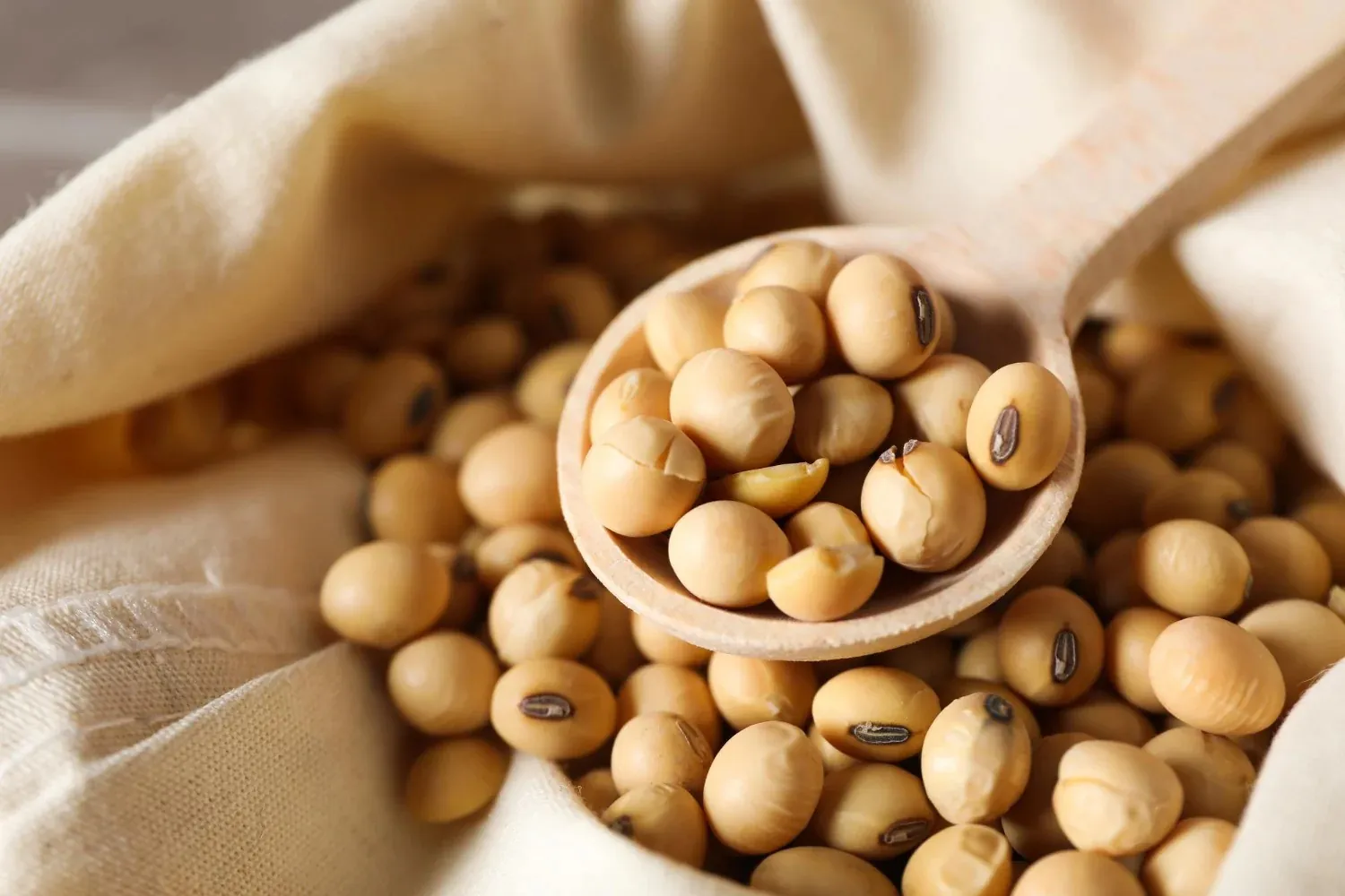 Wholesale Soya Beans Supplier Export Quality Soya Beans