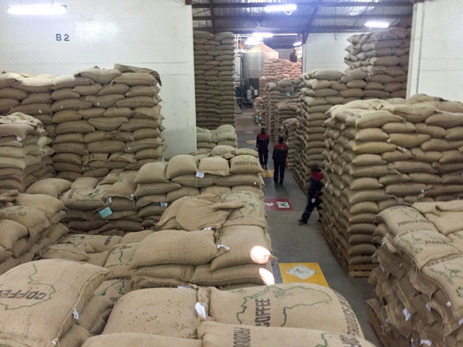 Bulk Arabica Coffee Beans Export