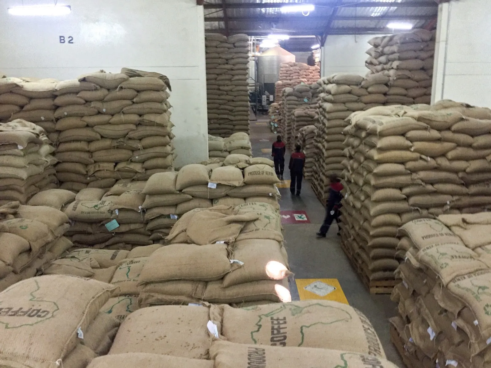 Bulk Arabica Coffee Beans Export