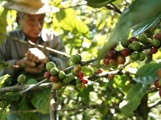 Premium Arabica Coffee Supplier Philippines