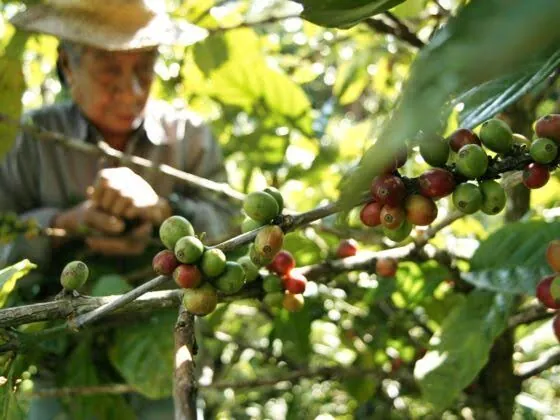 Premium Arabica Coffee Supplier Philippines