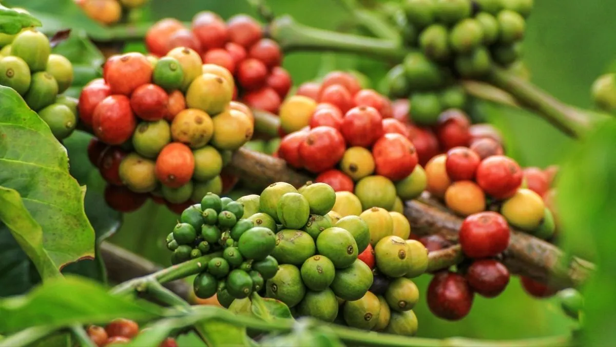 Bulk Coffee Beans Export