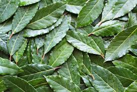 Wholesale Bay Leaf Export