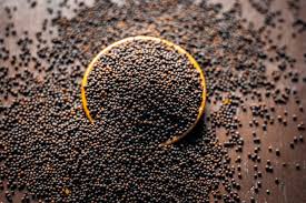 Wholesale Mustard Seed Export