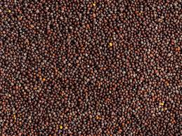 Bulk Mustard Seed Supply