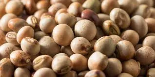 Wholesale Pigeon Pea Export
