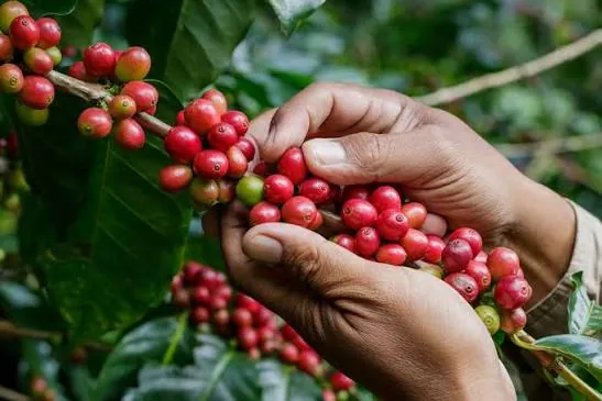 Coffee Harvesting Philippines