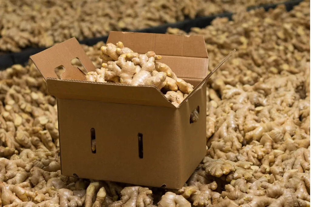 Export Ginger to New Zealand