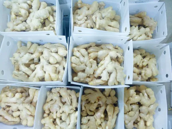 Ginger Processing Philippines