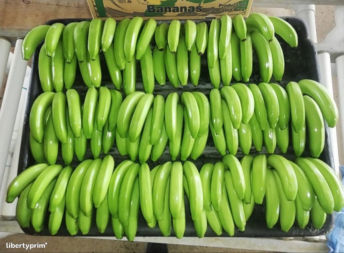 Buy Cavendish Banana Japan