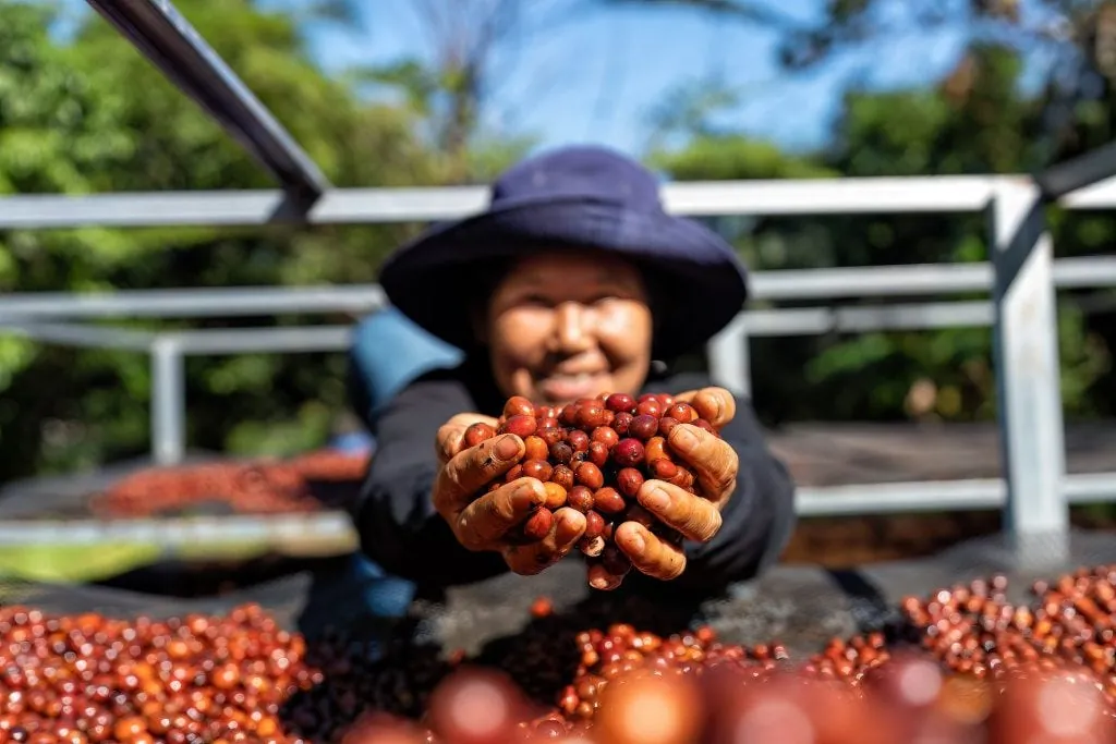 Robusta Coffee Processing
