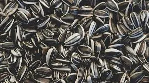 Wholesale Sunflower Seed Supplier Export Quality Sunflower Seed